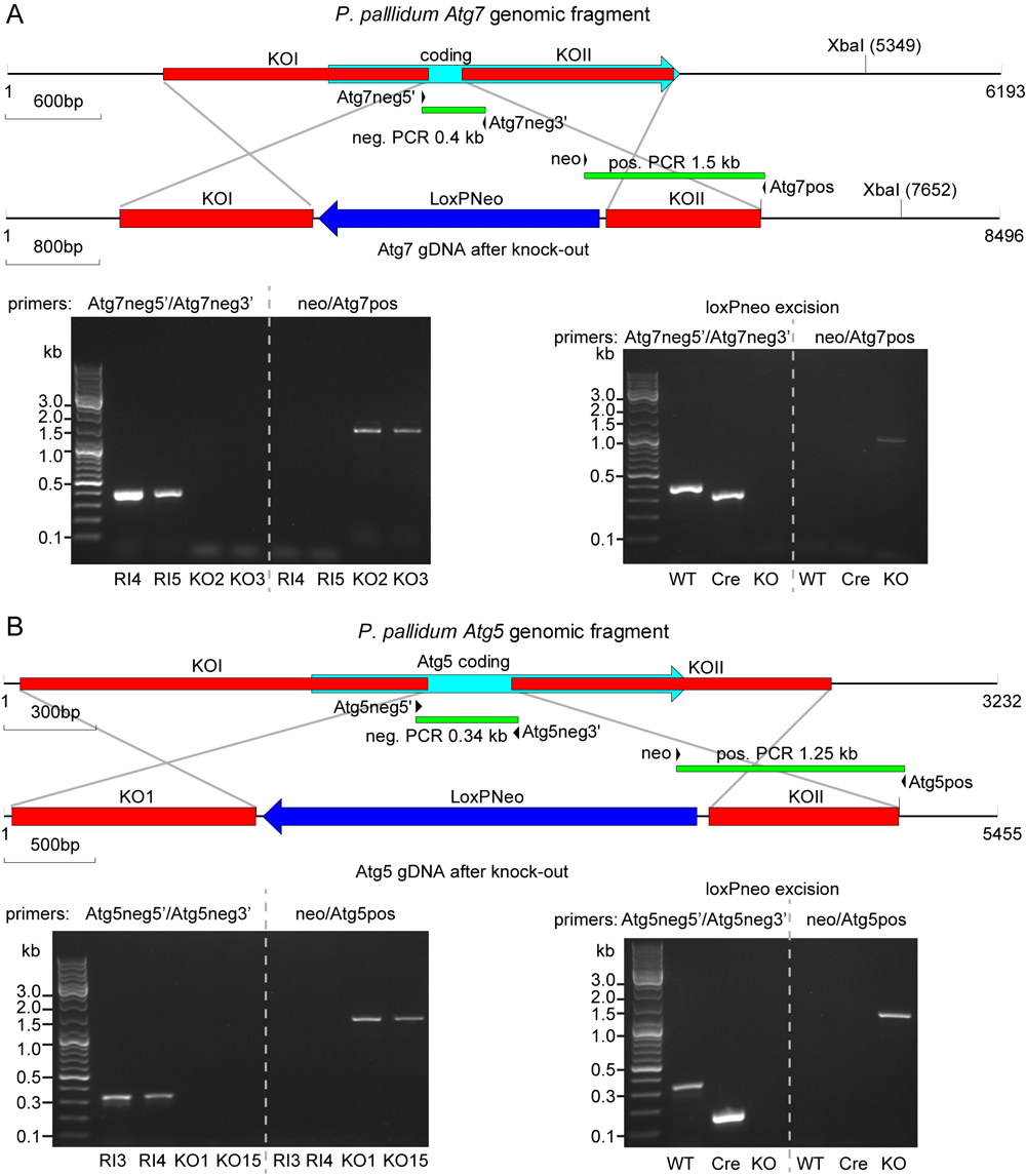 2c9d7735-5a67-4c01-b7d9-02af11230979_figure1.gif