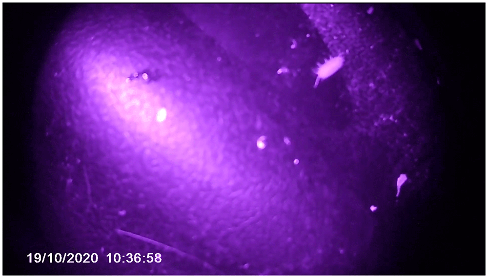 e0374881-105c-4ea4-8a79-69b467151289_figure4.gif