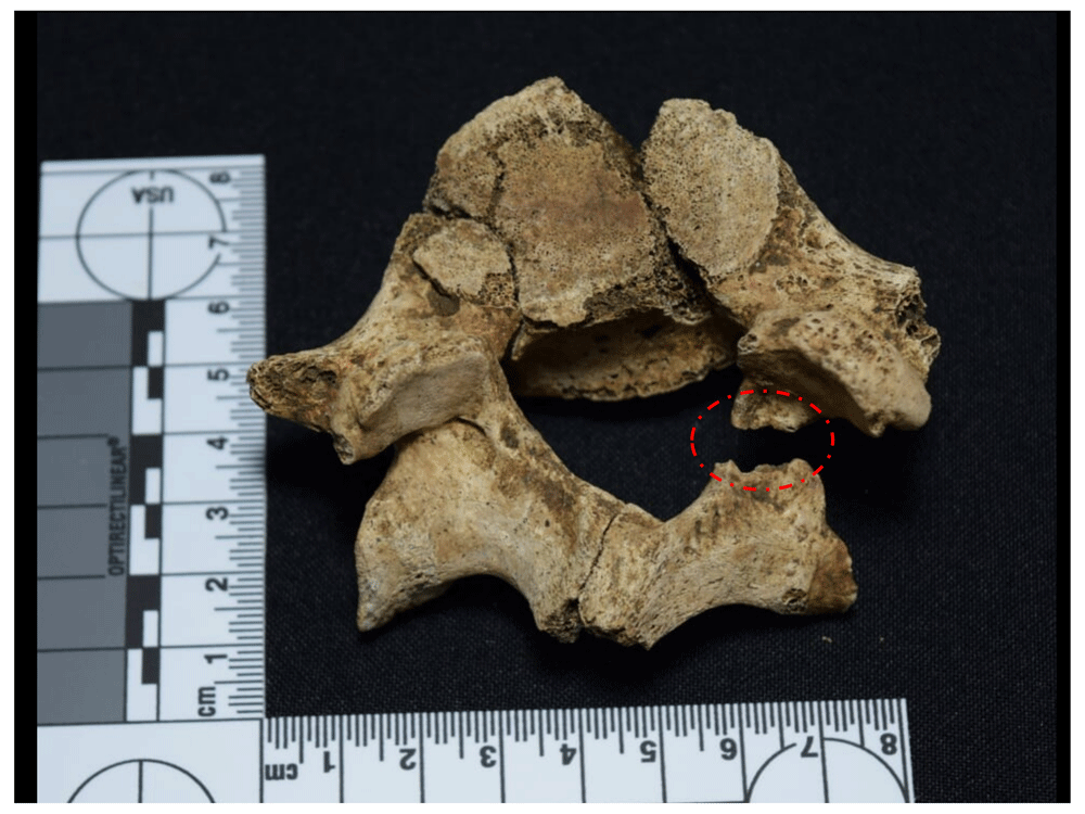 12afbf35-1783-44db-b708-10d1394df588_figure64.gif