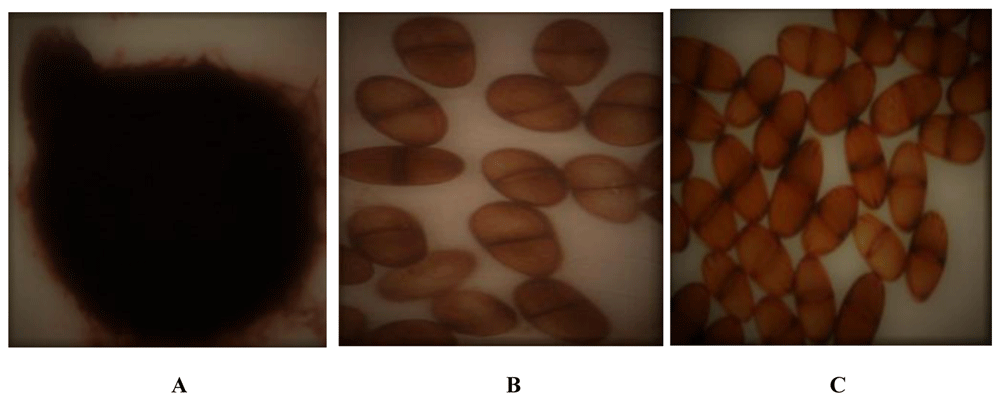 ff0b0890-51cc-4eac-a78f-9cb6ae6aa283_figure3.gif
