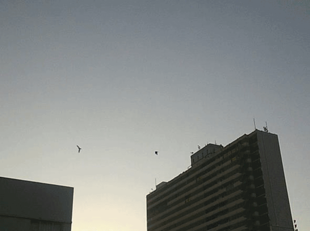 a9864429-5625-4e4e-81ae-261a53f3377d_figure1.gif