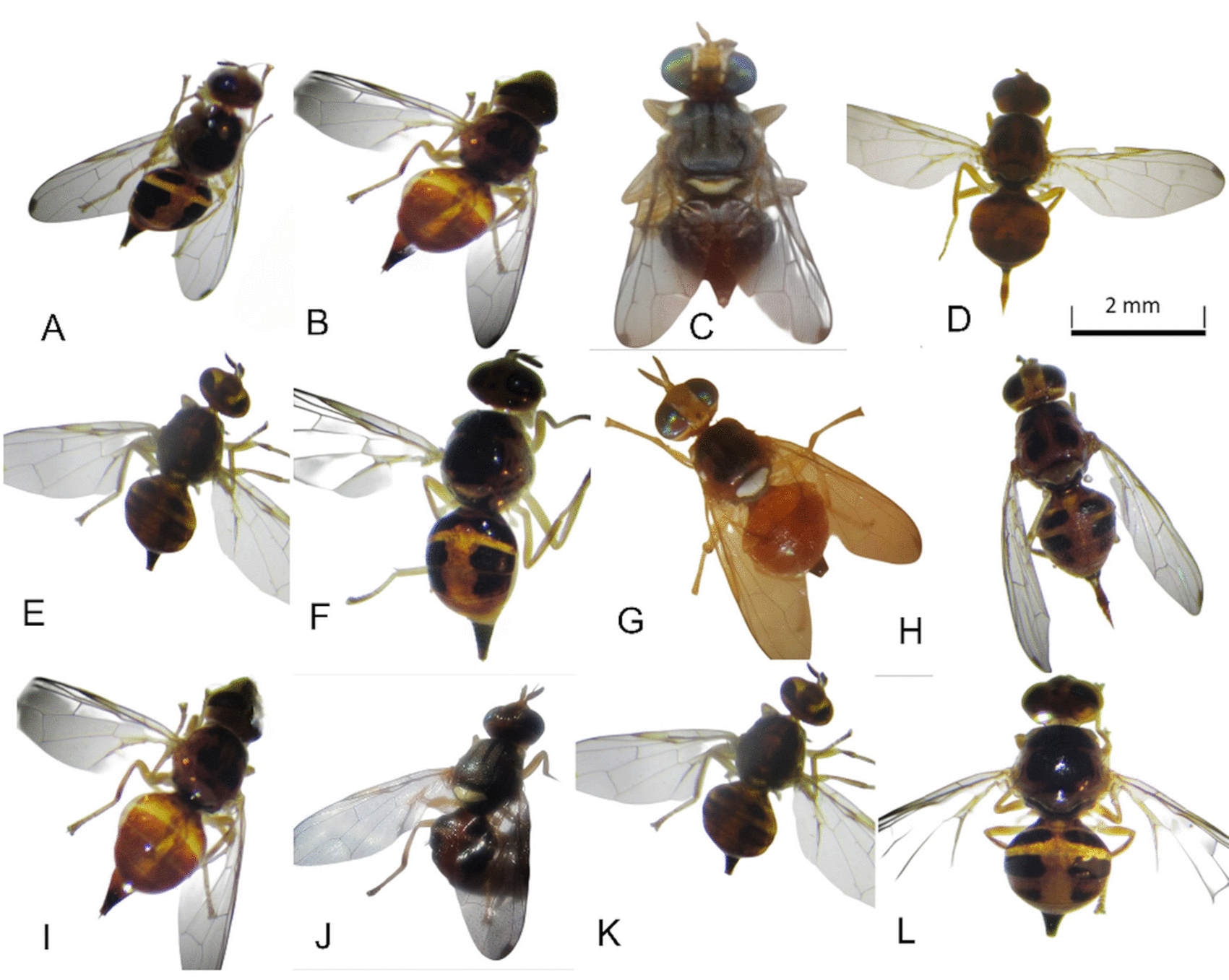 d578b7f9-bfbd-474c-bacc-463361c7fc06_figure3.gif