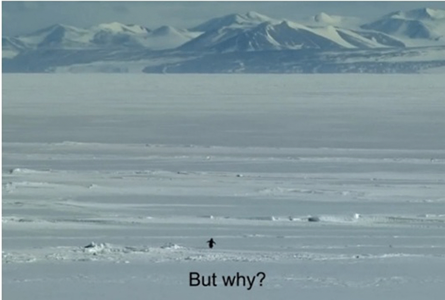 ab394f69-6374-43eb-b067-ab598f9667f0_figure1.gif