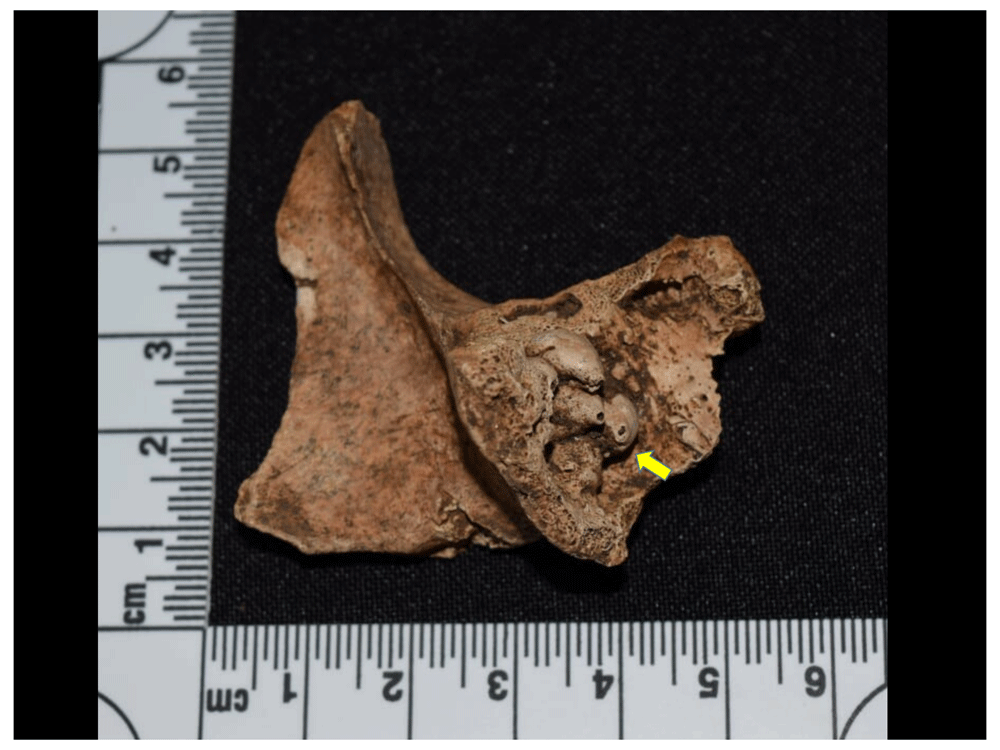 12afbf35-1783-44db-b708-10d1394df588_figure33.gif
