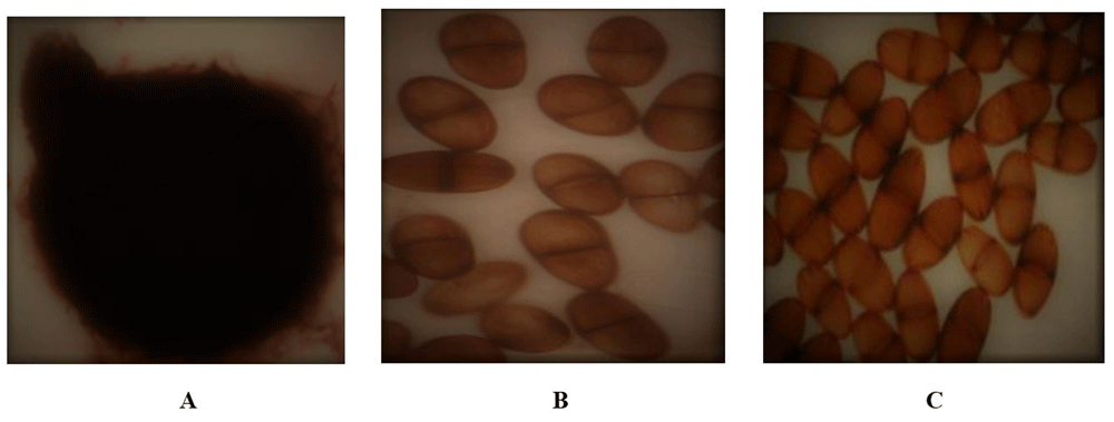 c3f108d4-c70e-41cb-a61b-faaf325c9b2b_figure2.gif
